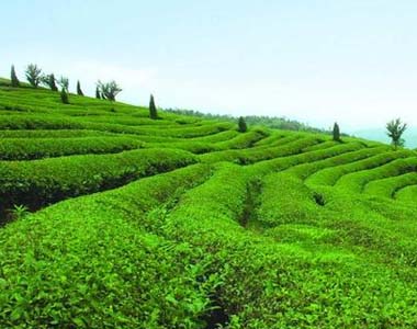 甘肃康县两河茶叶种植基地